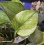 Epipremnum Manjula Golden cw