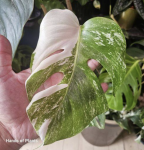 Monstera deliciosa variegata matecznik