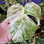 Monstera deliciosa variegata matecznik