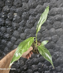 Skrzydłokwiat Spathiphyllum variegata - M