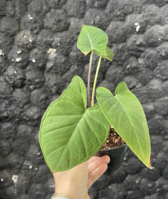 Xanthosoma violacea - M
