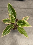 Aglaonema Samlon Fantasy