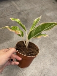 Aglaonema Samlon Fantasy