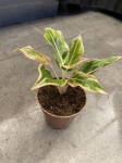 Aglaonema Samlon Fantasy