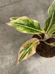 Aglaonema Samlon Fantasy