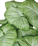 Syngonium White Butterfly