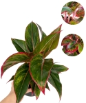 Aglaonema King of siam