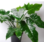 Philodendron Camouflage - roślina mateczna