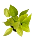Dorosłe Epipremnum Golden Pothos