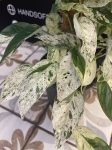 Epipremnum Marble King - XL
