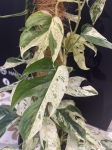 Epipremnum Marble King - XL
