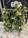 Epipremnum Marble King - XL