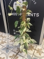 Epipremnum Marble King - XL