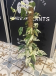 Epipremnum Marble King - XL