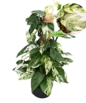 Epipremnum Marble King - XL