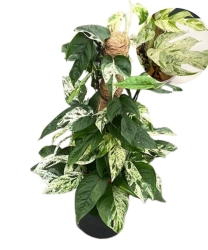 Epipremnum Marble Queen. (1)