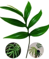 Monstera subpinnata- cięty węzeł