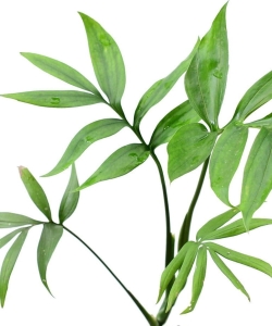 Monstera subpinnata- cięty węzeł