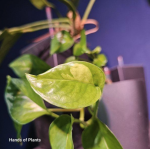 Epipremnum Emerald cięty węzeł