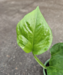 Epipremnum Emerald cięty węzeł