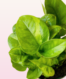 Epipremnum Emerald - CW