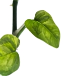 Epipremnum Emerald - CW