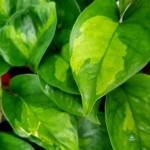 Epipremnum Global Green