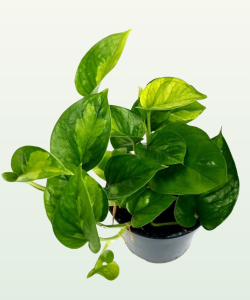 Epipremnum Global Green - S