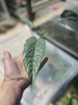 Schismatoglottis sp. Silver