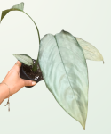 Schismatoglottis sp. Silver L