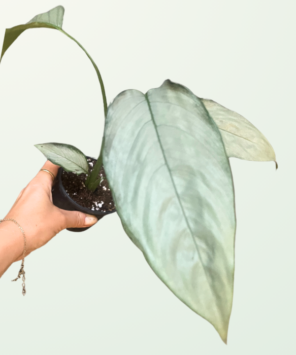 Schismatoglottis sp. Silver L