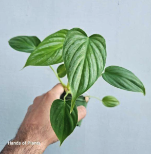 Philodendron pastazanum x sodiroi