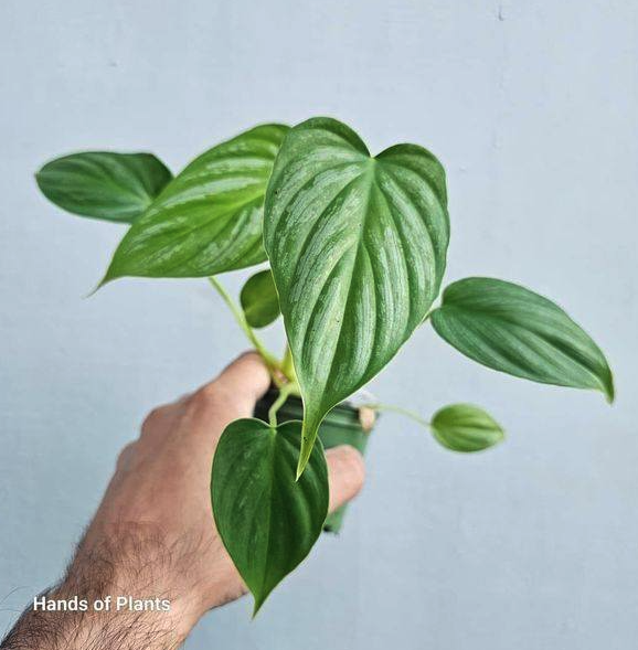 Philodendron pastazanum x sodiroi