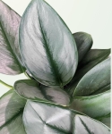 Scindapsus pictus moonlight