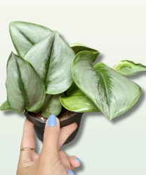Scindapsus pictus moonlight - M