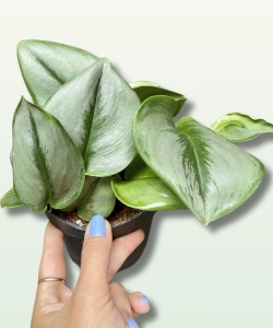 Scindapsus pictus moonlight - M