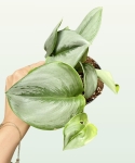 Scindapsus pictus moonlight - M