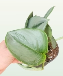 Scindapsus pictus moonlight - M