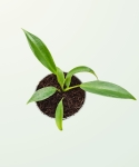 Philodendron Joepii - S