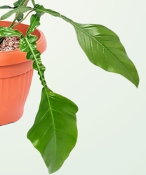 Philodendron Joepii - S