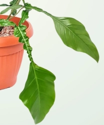Philodendron Joepii - S