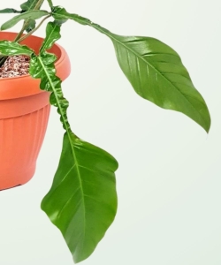 Philodendron Joepii - S