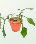 Philodendron Joepii