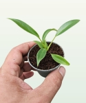 Philodendron Joepii - S