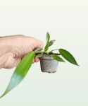 Philodendron Joepii - S