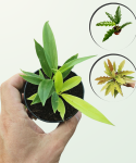 Philodendron Ring of Fire Gold / Golden Saw + Green Saw