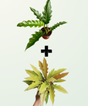 Philodendron Ring of Fire Gold / Golden Saw + Green Saw