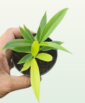 Philodendron Ring of Fire Gold / Golden Saw + Green Saw