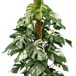 Monstera deliciosa variegata