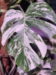 Monstera variegata cięty węzeł